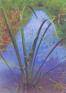 San Leng San Leng