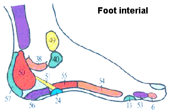 foot-interial.gif
