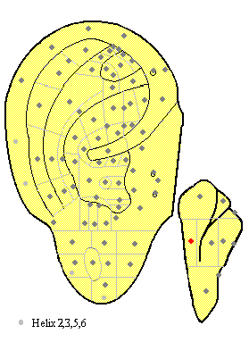 Liver of Posterior Surface MA84