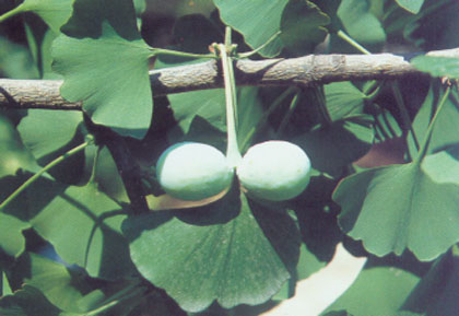 Bai Guo Bai Guo