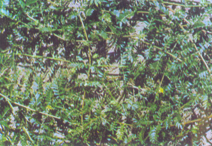 Bai Ji Li Bai Ji Li
