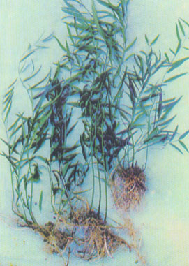 Bai Qian Bai Qian