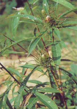 Bai Zhu Bai Zhu