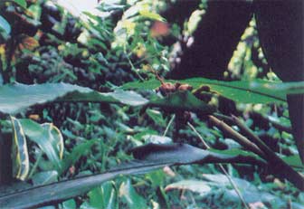 Cao Dou Kou Cao Dou Kou