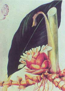 Cao Guo Cao Guo
