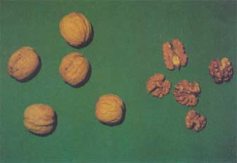 Hu Tao Ren Hu Tao Ren