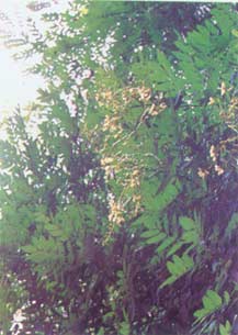 Huai Hua Huai Hua