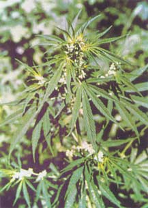 Huo Ma Ren Huo Ma Ren