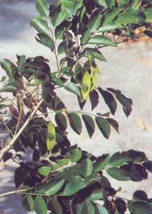 Jiang Xiang Jiang Xiang