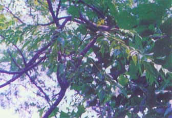 Ku Lian Gen Pi Ku Lian Gen Pi