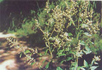 Liu Ji Nu Liu Ji Nu