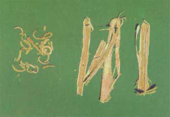 Sang Bai Pi Sang Bai Pi