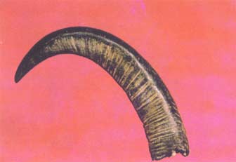 Shui Niu Jiao