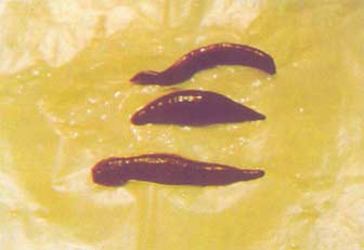 Shui Zhi Shui Zhi