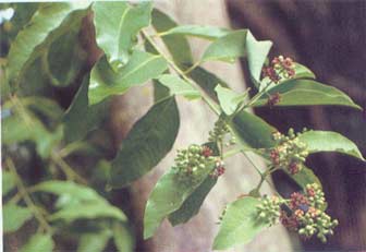 Tan Xiang Tan Xiang