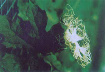 Tian Hua Fen Tian Hua Fen