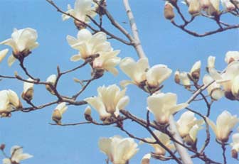 Xin Yi Hua Xin Yi Hua