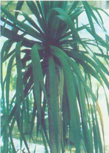 Xue Jie Xue Jie