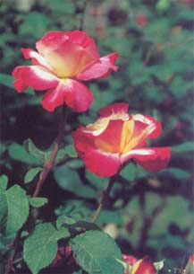Yue Ji Hua Yue Ji Hua