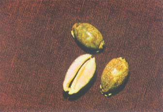 Zi Bei Chi Zi Bei Chi