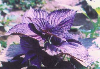 Zi Su Ye Zi Su Ye