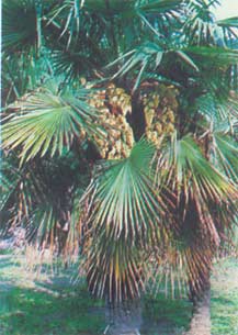 Zong Lu Tan Zong Lu Tan