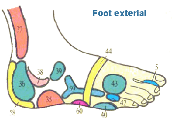 foot-exterior.gif